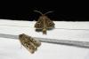 Tholera decimalis
